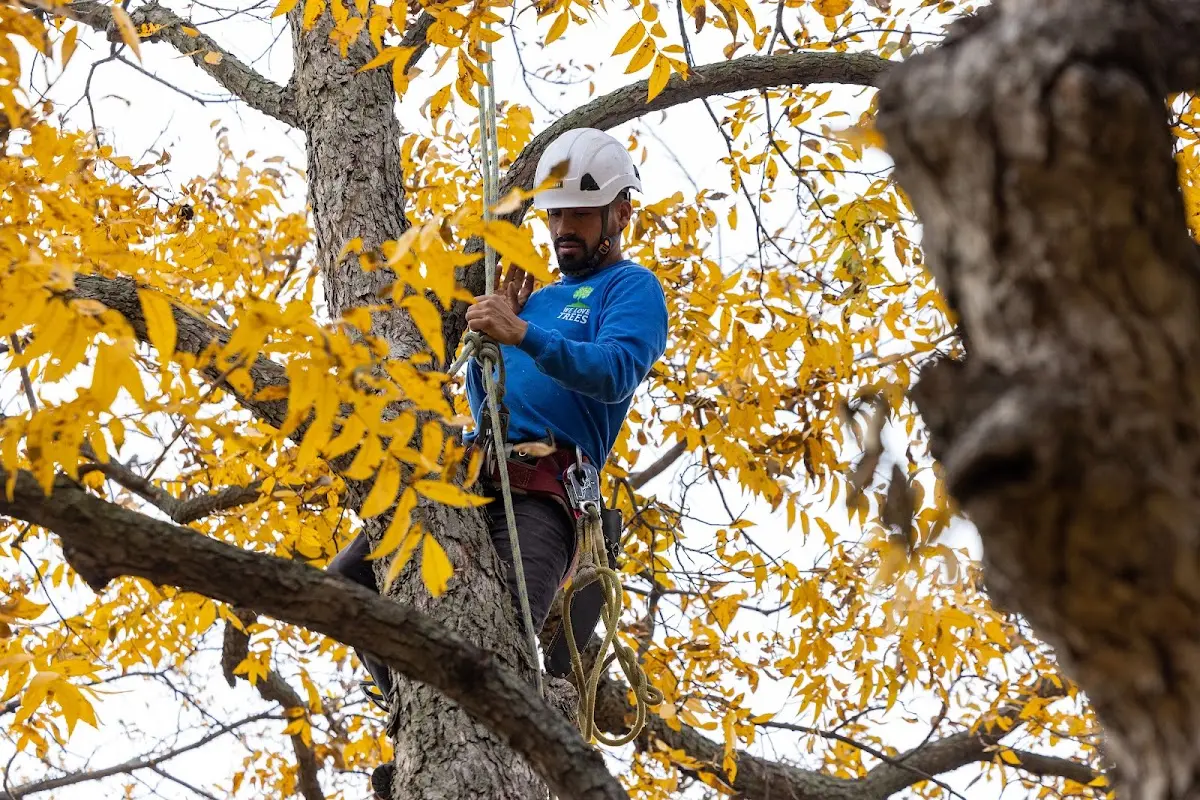 Skilled Storm Damage Cleanup crew working in Kingsland