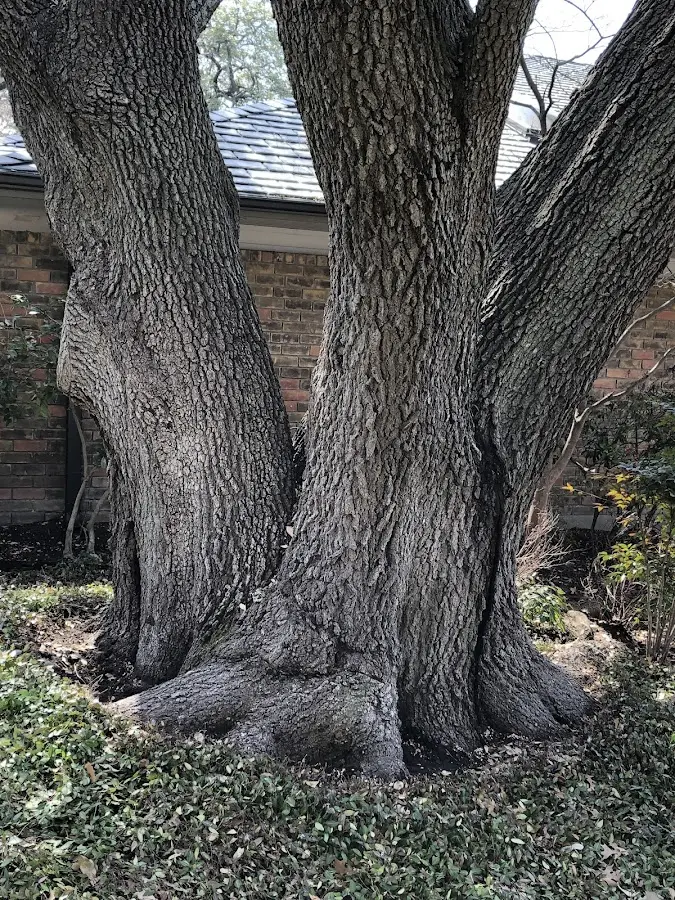 Mature heritage tree close to a Kingsland property cared for by certified arborists